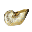 Picture of Glamour Seashell